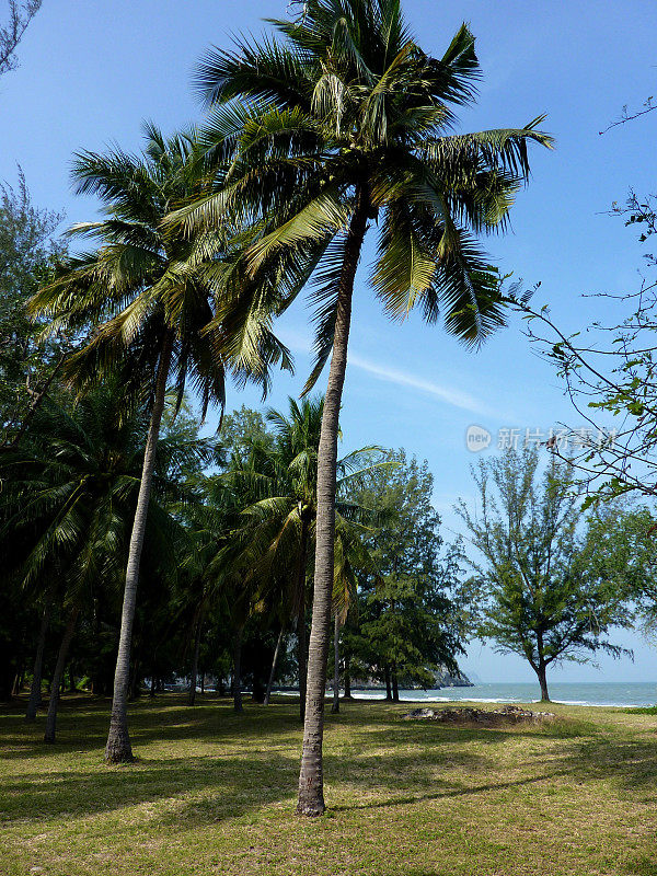 在 Laem Sala， Khao Sam Roi Yot 泰国的棕榈树